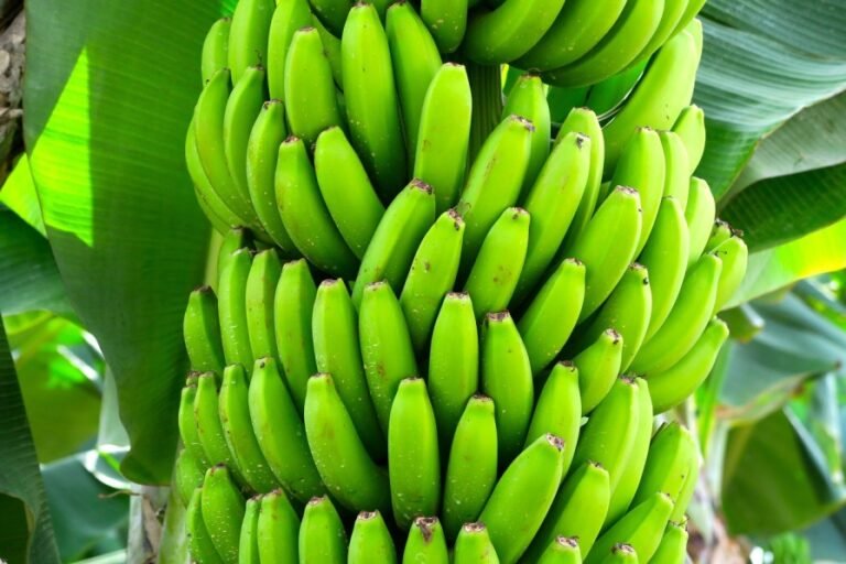 Amazing Indian Bananas Are Resilient To Climate Change