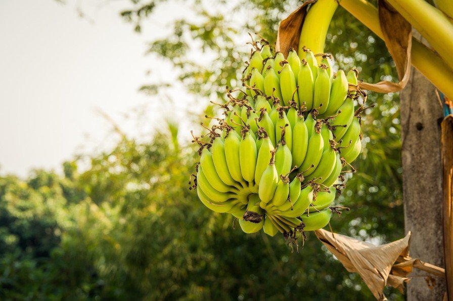 Conclusion On Indian Bananas Are Resilient To Climate Change