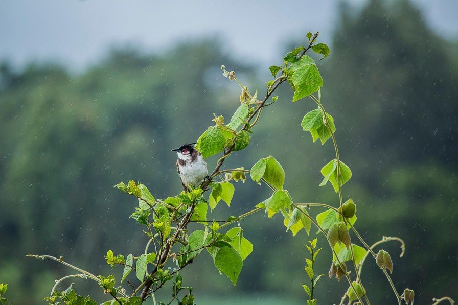 How Climate Change Is Reshaping The Monsoon