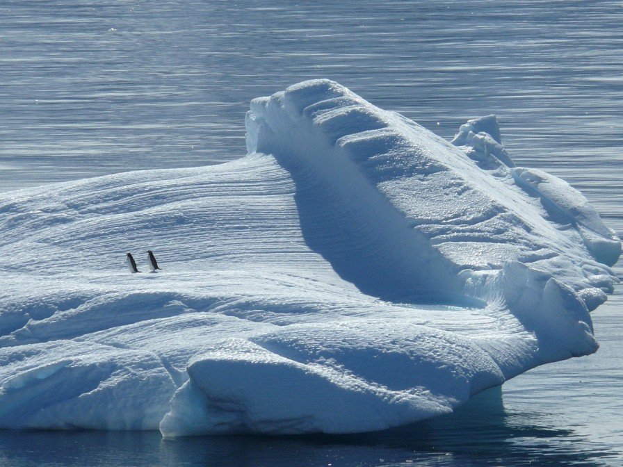 How Penguins Action Are Reducing Climate Change In Antarctica?