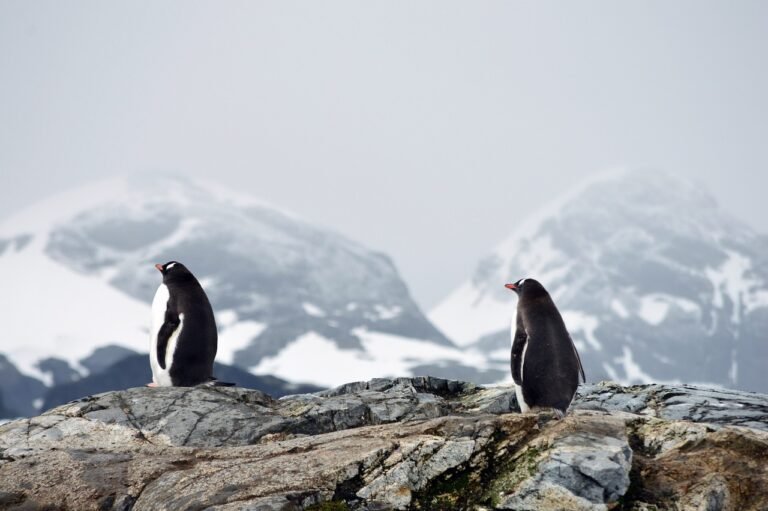Cool Penguins Action Are Reducing Climate Change In Antarctica