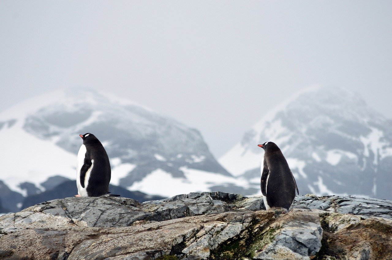 Cool Penguins Action Are Reducing Climate Change In Antarctica
