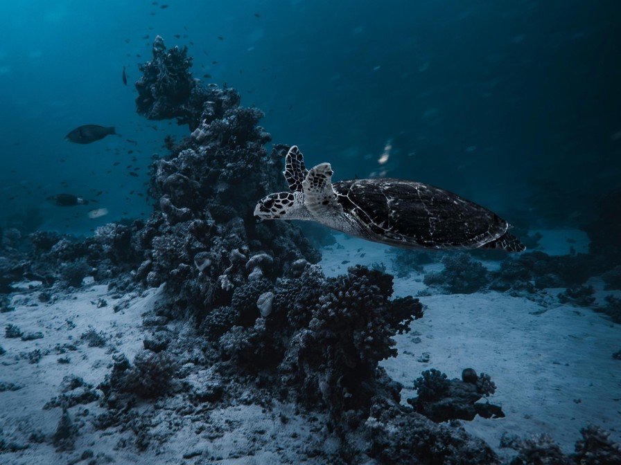 Is It True That 99 Percent Of Earth's Amazing Seafloor Is Yet To Be Discovered?