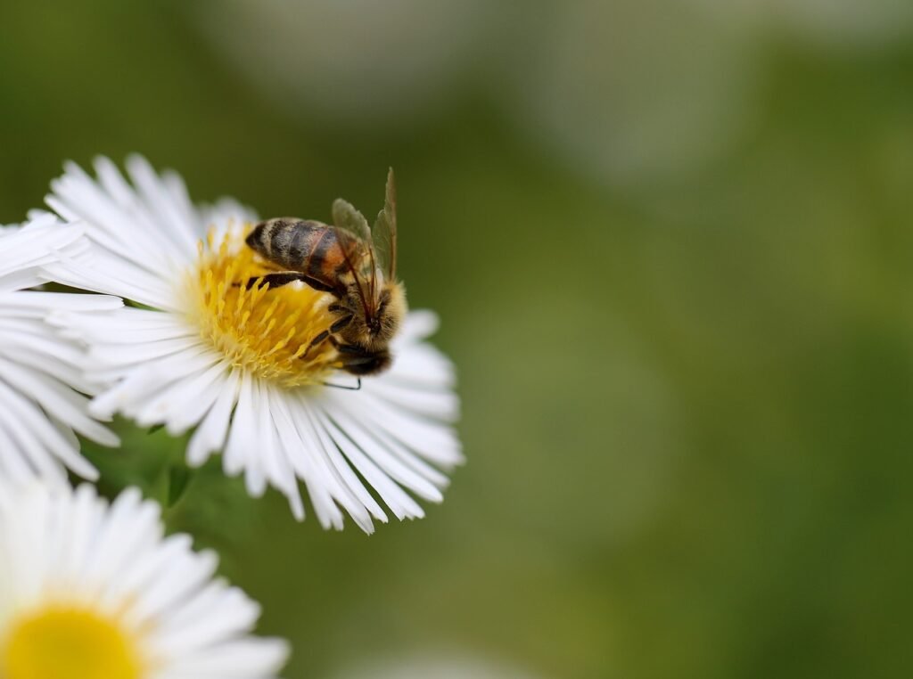 Honey Bees - Protects The Balance Of Earth's Biodiversity