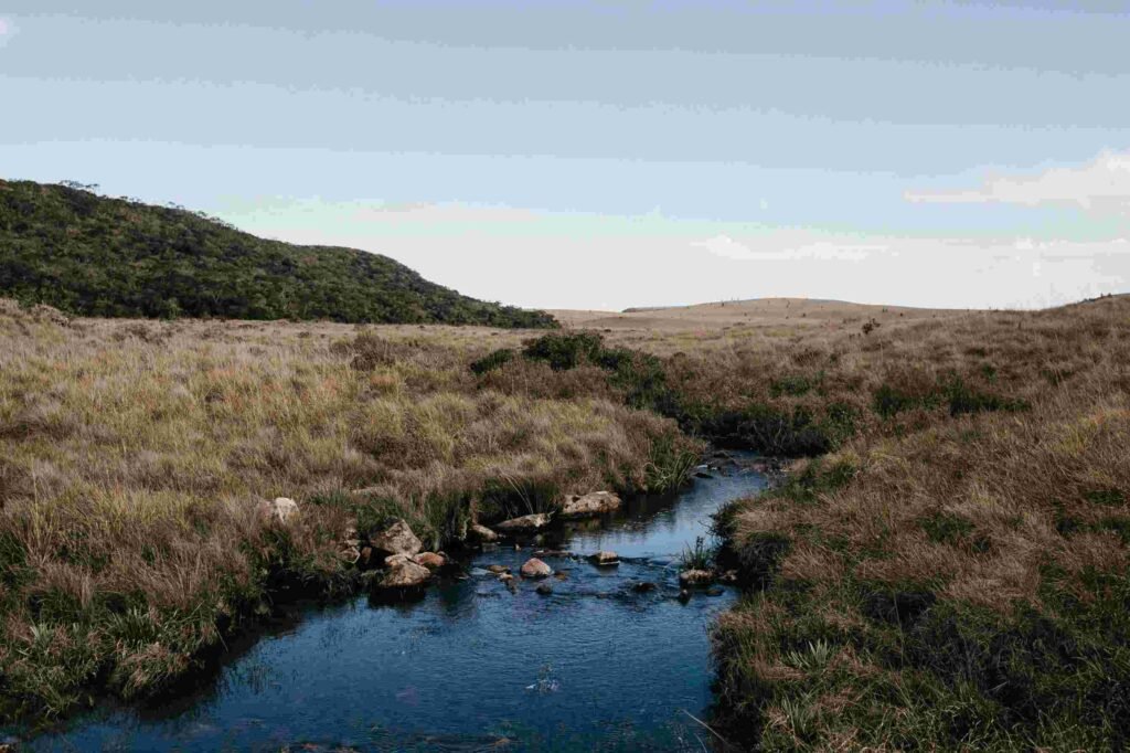 It's Amazing How Peatlands Can Help Us Combat Climate Change? How Peatlands Can Help Us Combat Climate Change?