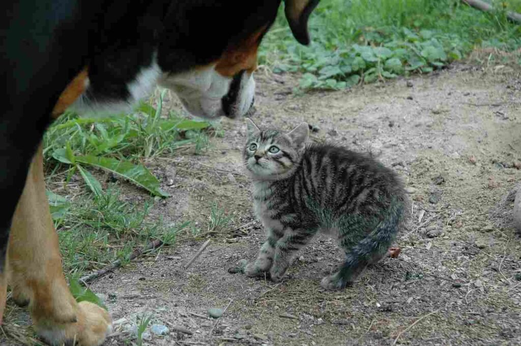 Conclusion On How Humans Discovered These Scary Animal Threats