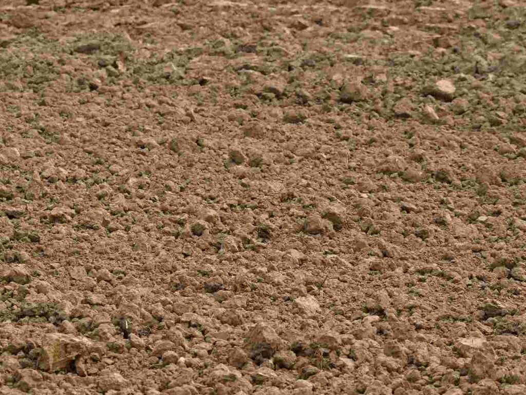 Why Soil Is Important?