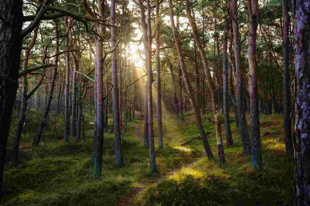 My Idea To Promote Afforestation