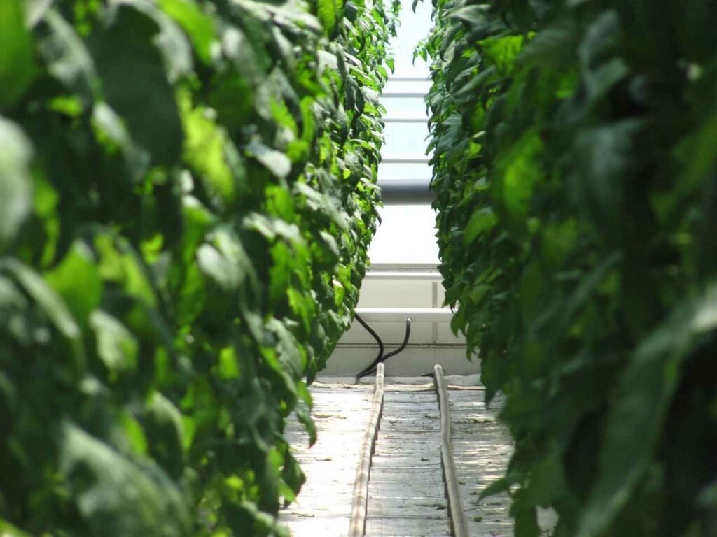 Overview Of This Dutch Farm Grows Super Food With No Soil And 0 Pesticides