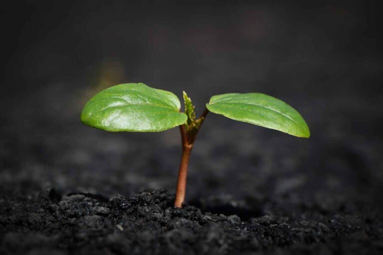 12 Amazing Reasons Why Soil Is Important