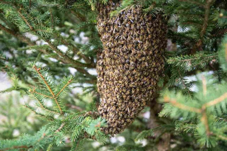 Humans Discovered These Scary Animal Threats