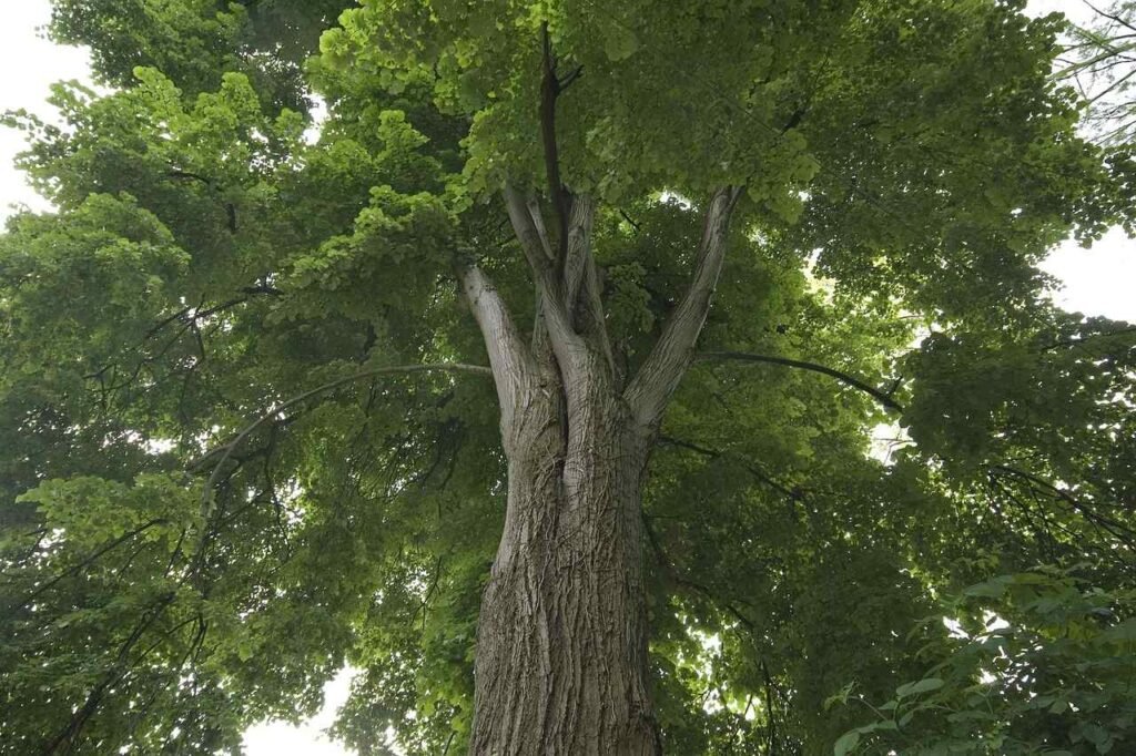 Top 10 Ways To Protect The Environment As An Individual 1. Plant Trees