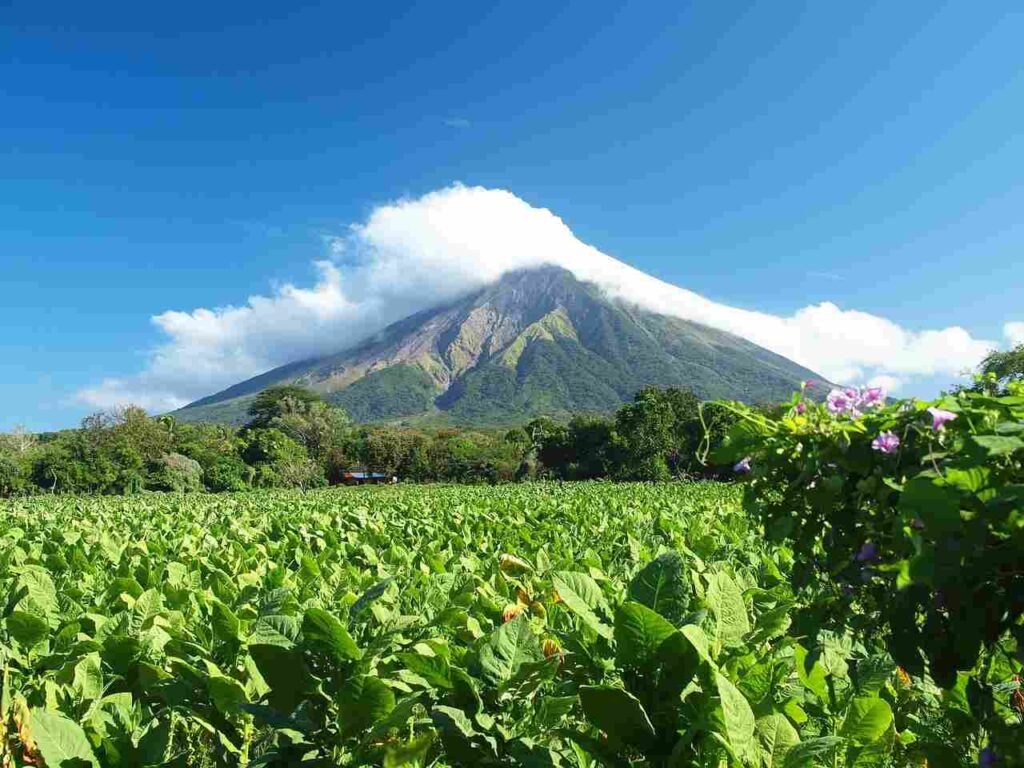 It's Amazing How Trees can Help Detect Volcano Eruption How Trees can Help Detect Volcano Eruption?