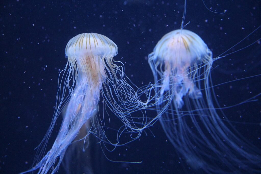 Why Oceans Are Important? Amazing Facts You Must Know Why Oceans Are Important?