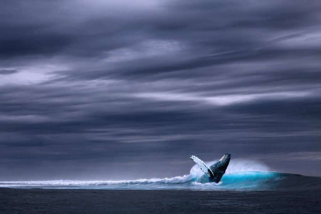 Blue Whale - The Largest Among All