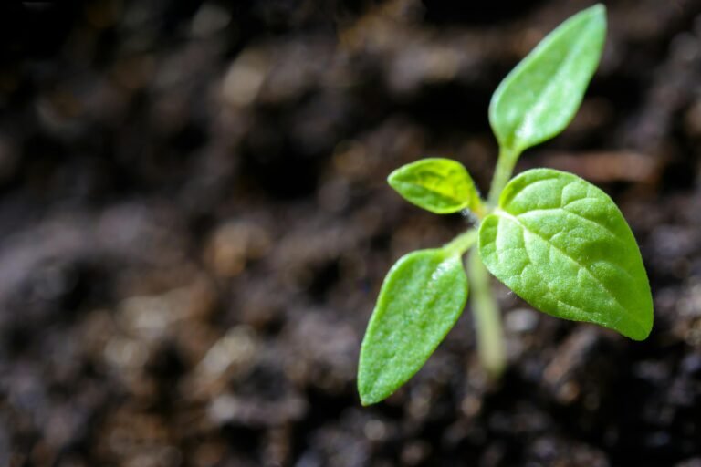 This Year's Theme And Significance Of World Environment Day
