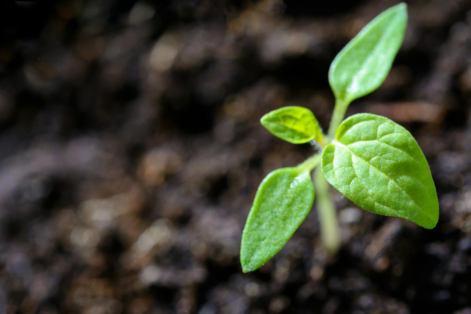 This Year's Theme And Significance Of World Environment Day