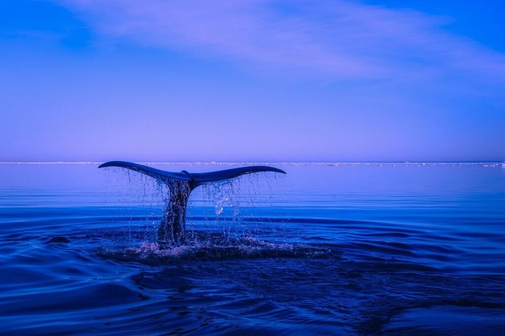 Conclusion On How Whales Can Help Us To Fight Climate Change?