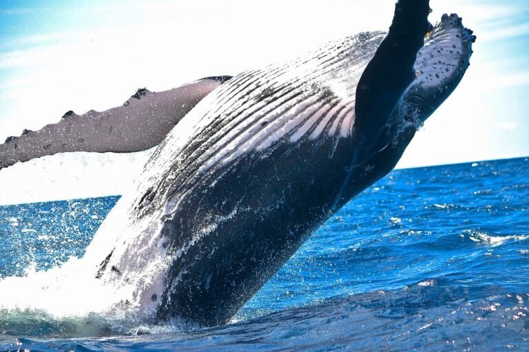 How Whales Can Help Us To Fight Climate Change?