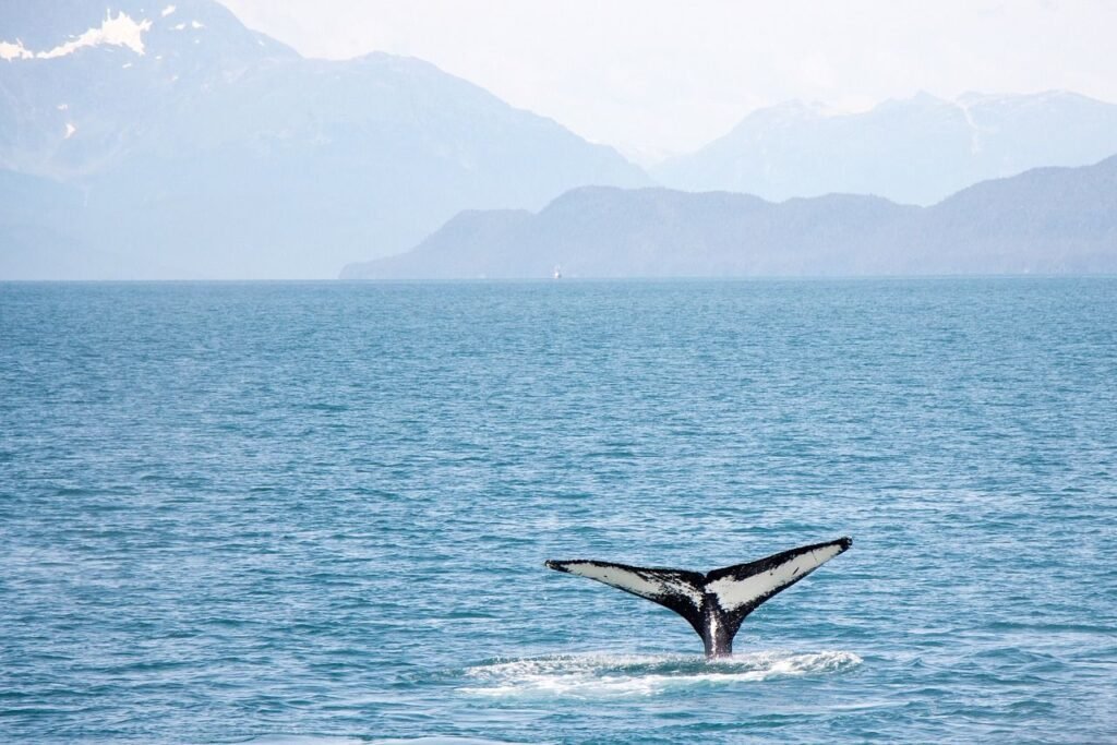 How Whales Can Help Us To Fight Climate Change?