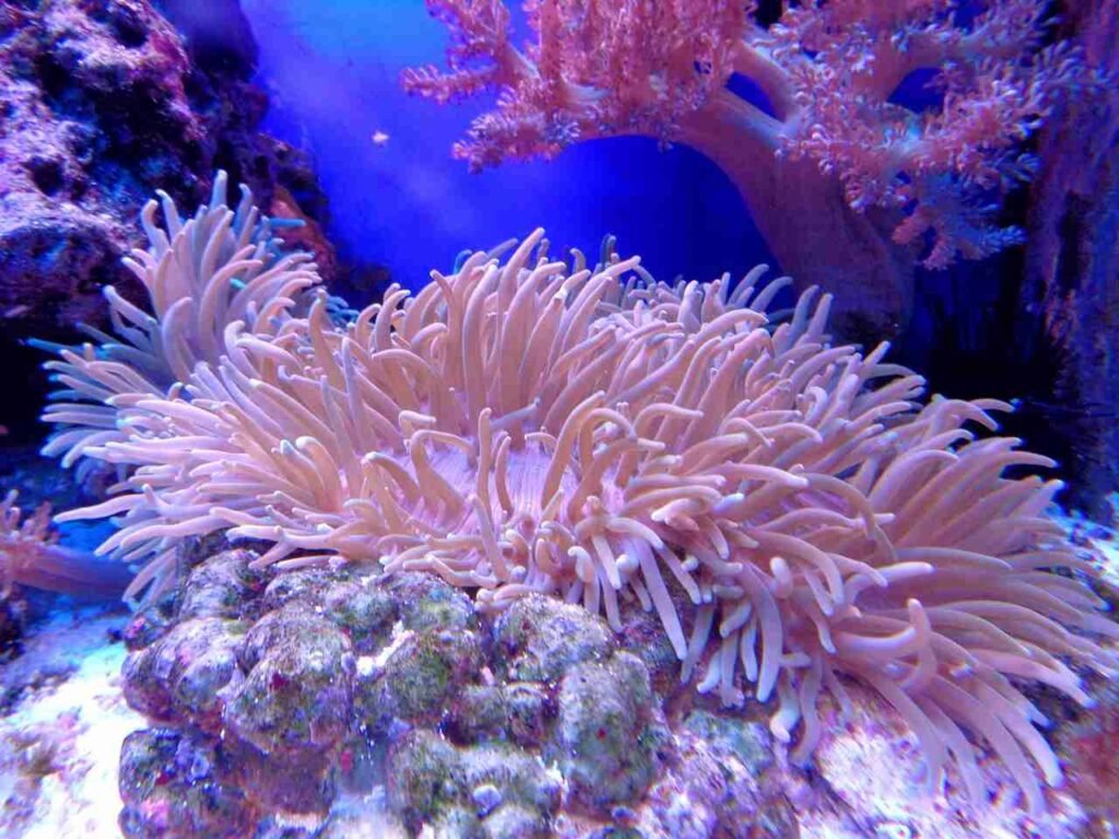 Conclusion On Why Are Coral Reefs Important