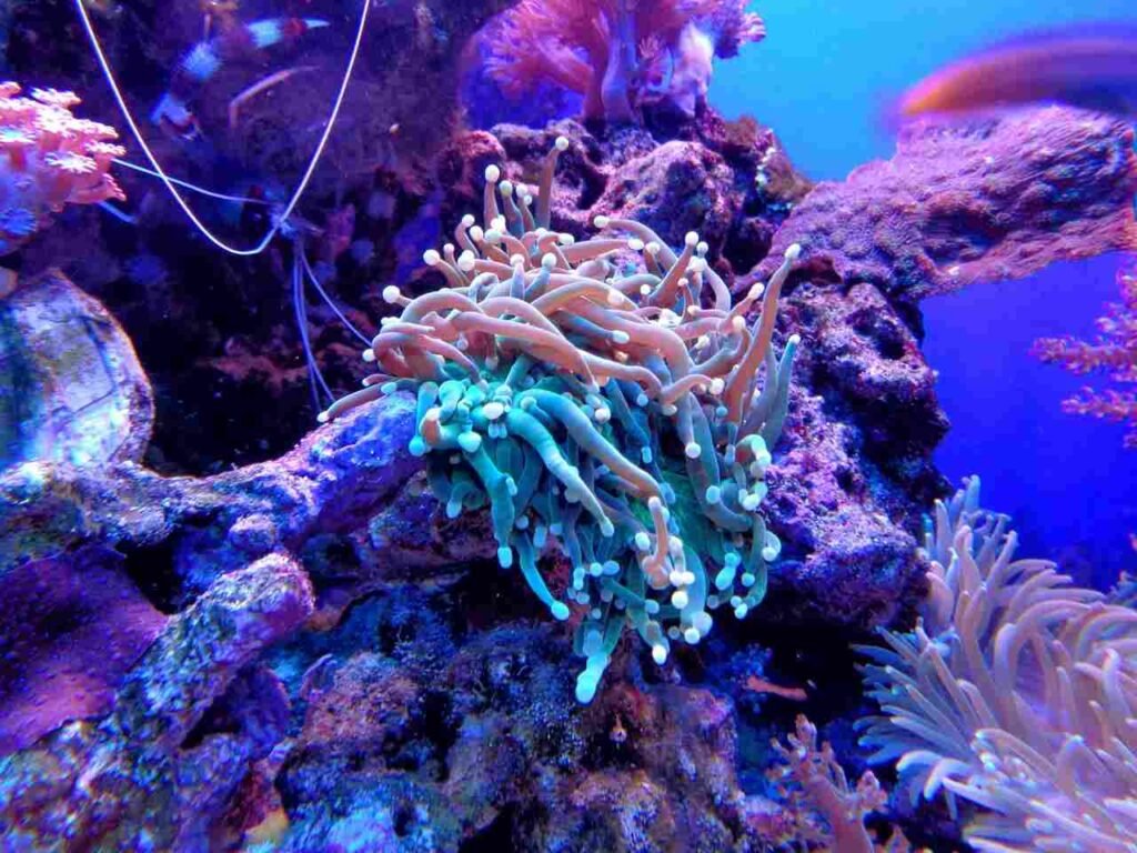 Why Are Coral Reefs Disappearing?
