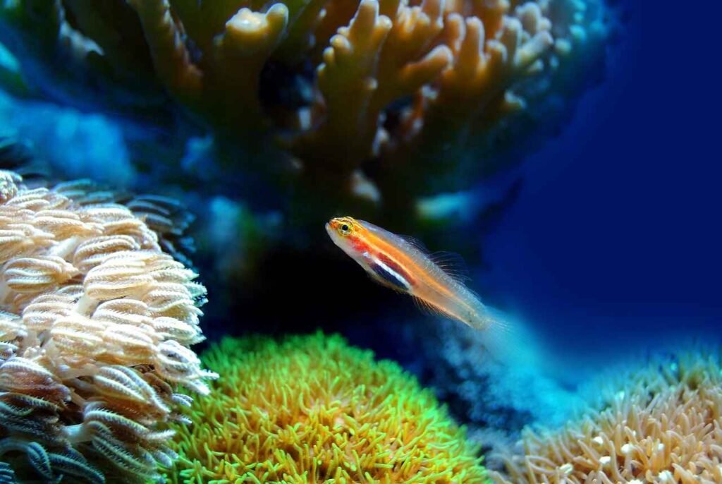 Importance Of Coral Reefs