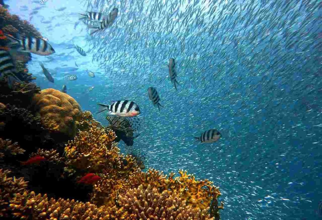 What Is A Coral Reef?