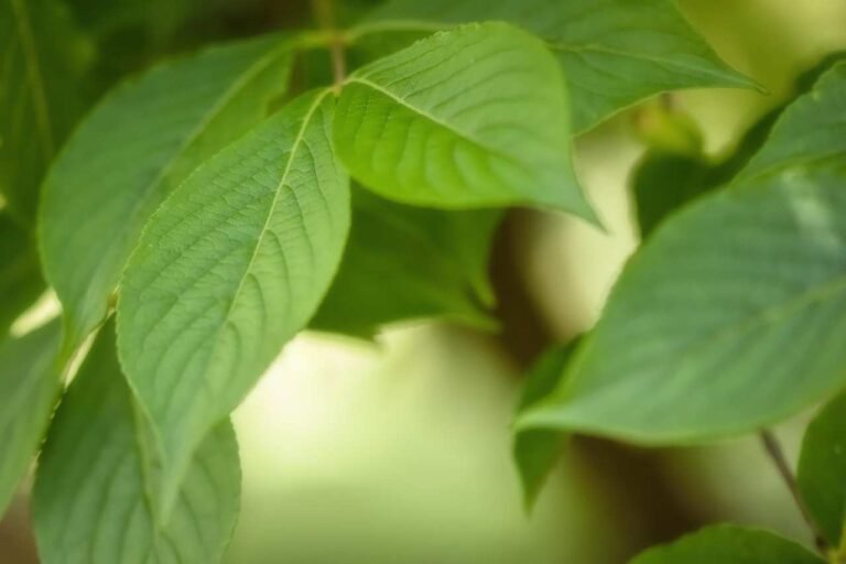 The Amazing Scope Of Environmental Sciences