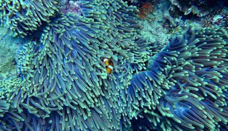 Super Reasons Why Are Coral Reefs Important