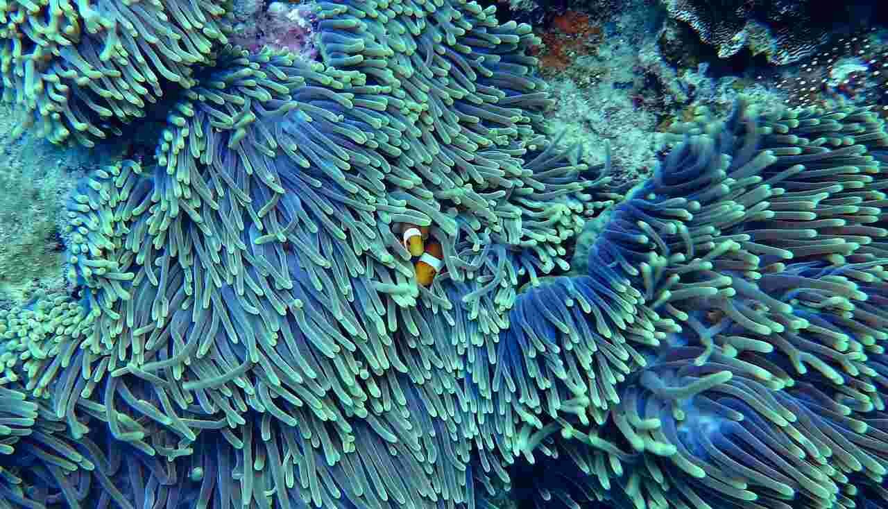 Super Reasons Why Are Coral Reefs Important
