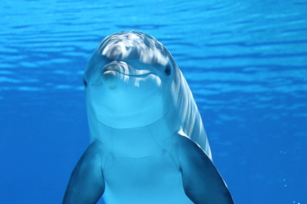 What Is Solid Waste In Simple Terms? Harm Towards Marine & Animal Life