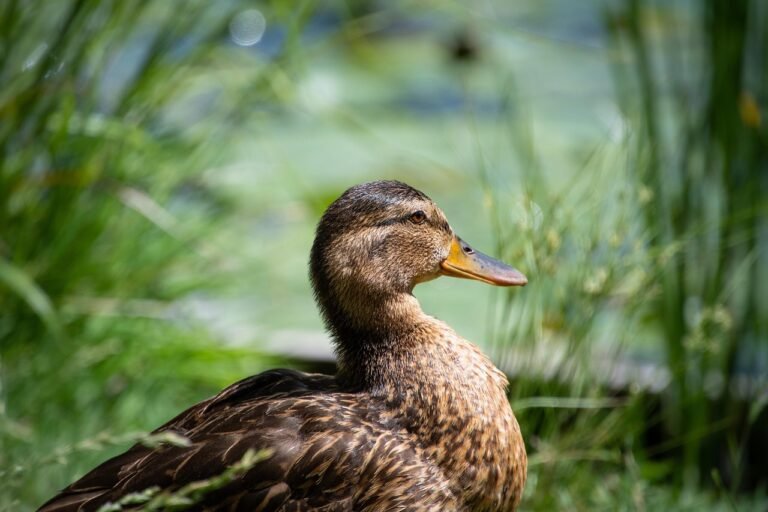 Amazing Farmers Are Using Ducks Instead Of Pesticides For Agriculture