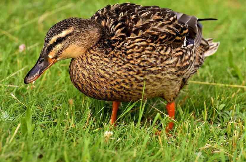 This Is How Farmers Are Using Ducks Instead Of Pesticides For Agriculture