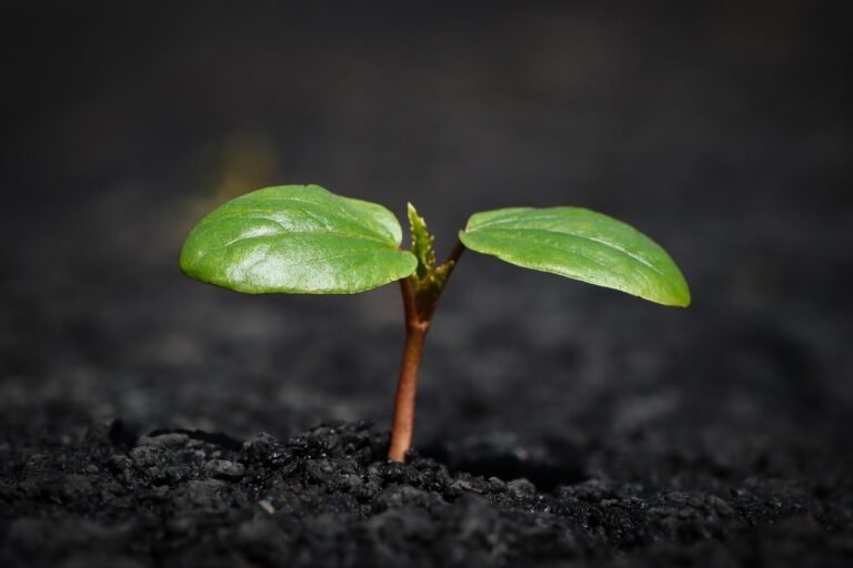 Amazing Soil Conservation Methods