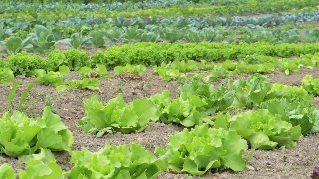 What Do You Mean By Pesticides?
